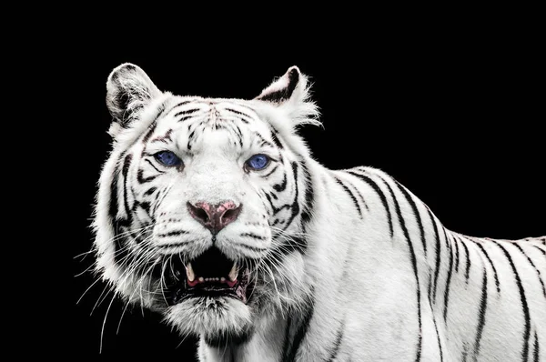 Retrato de um tigre branco com olhos azuis — Fotografia de Stock