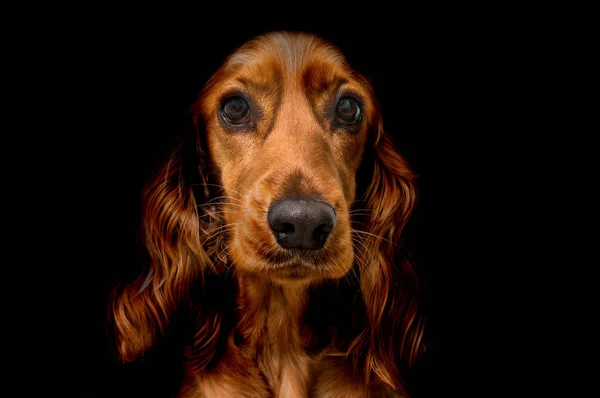 Anglický kokršpaněl pes kokršpaněl izolované na černém pozadí — Stock fotografie