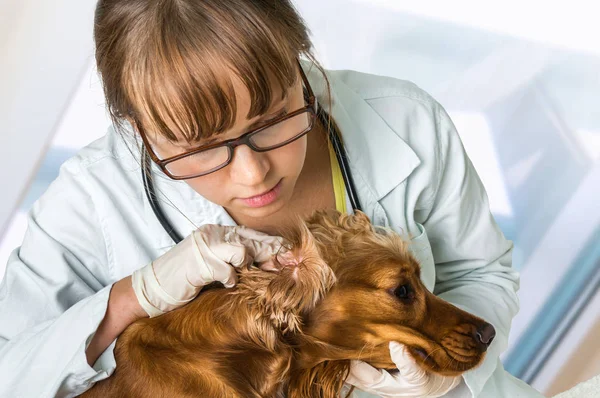 Veterinario comprueba orejas a un perro — Foto de Stock