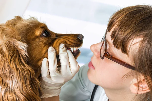 Veterinario comprueba los dientes a un perro — Foto de Stock