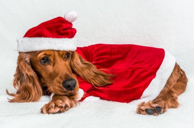 Noel köpek kırmızı Noel Noel Baba şapkası beyaz battaniye var yalan