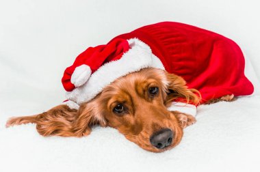 Noel köpek kırmızı Noel Noel Baba şapkası beyaz battaniye var yalan