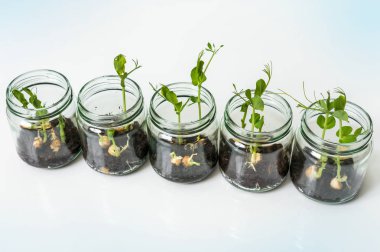 GDO'lu bitkiler Biyoloji Laboratuvarı