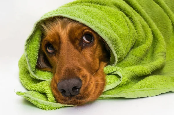 Cocker Spaniel húmedo perro después del baño con una toalla verde —  Fotos de Stock