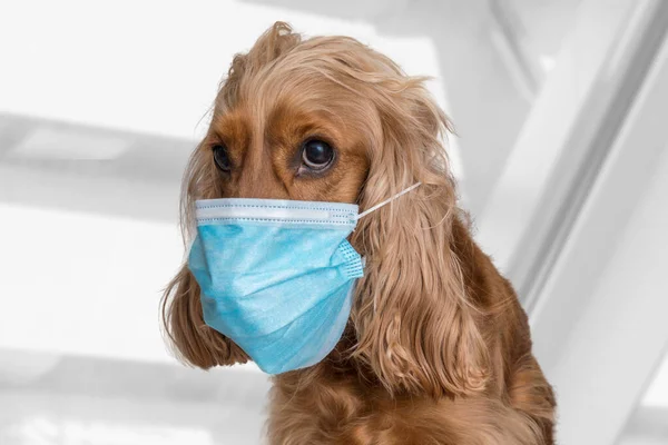 Inglés Cocker Spaniel Dog Medical Face Mask — Foto de Stock