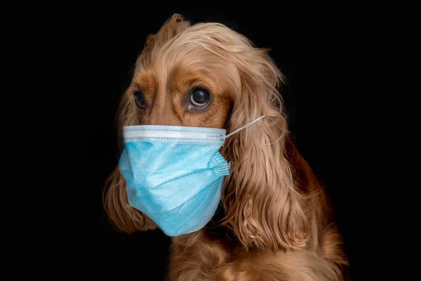 Inglês Cocker Spaniel Cão Com Máscara Facial Médica Isolado Fundo — Fotografia de Stock