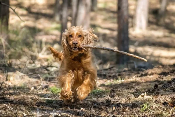 English Cocker Spaniel Dog is biting branch in summer forest