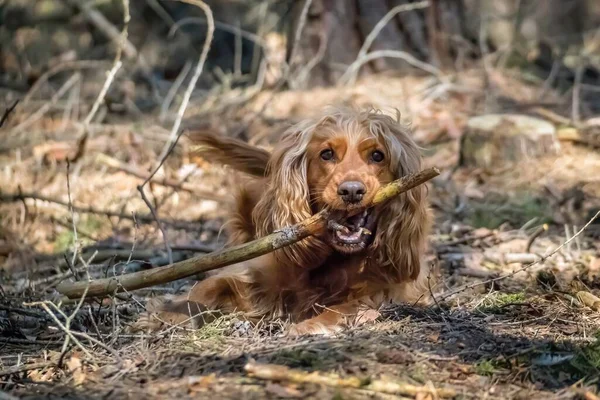 English Cocker Spaniel Dog is biting branch in summer forest