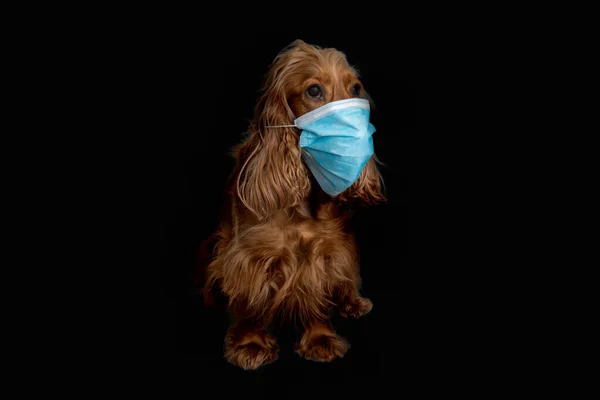 Anglais Cocker Spaniel Chien Avec Masque Médical Isolé Sur Fond Photos De Stock Libres De Droits