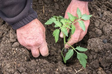 Sebze bahçesine domates eken bir adam - tarım kavramı
