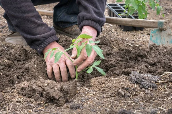 Mens Planten Van Een Tomaat Zaailing Moestuin Landbouw Concept — Stockfoto