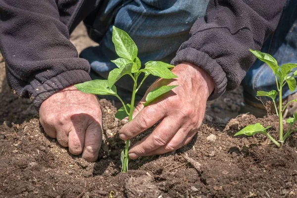 Homem Plantando Mudas Pimenta Horta Conceito Agricultura — Fotografia de Stock