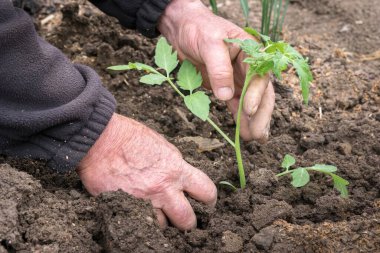 Sebze bahçesine domates eken bir adam - tarım kavramı