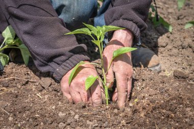 Sebze bahçesine biber tohumu eken adam - tarım kavramı