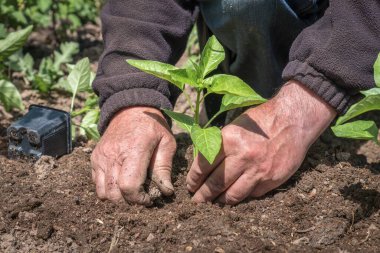 Sebze bahçesine biber tohumu eken adam - tarım kavramı