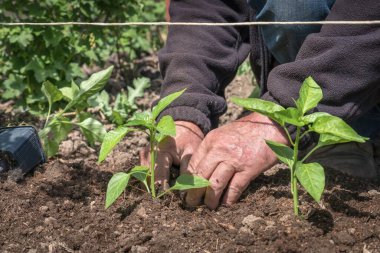 Sebze bahçesine biber tohumu eken adam - tarım kavramı