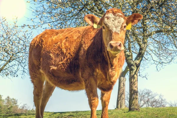 Portret Brązowej Krowy Gospodarstwie Koncepcja Rolnictwa — Zdjęcie stockowe