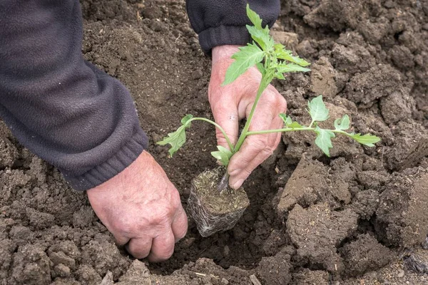 Homem Plantando Uma Planta Cultivada Sementes Tomate Horta Conceito Agricultura — Fotografia de Stock