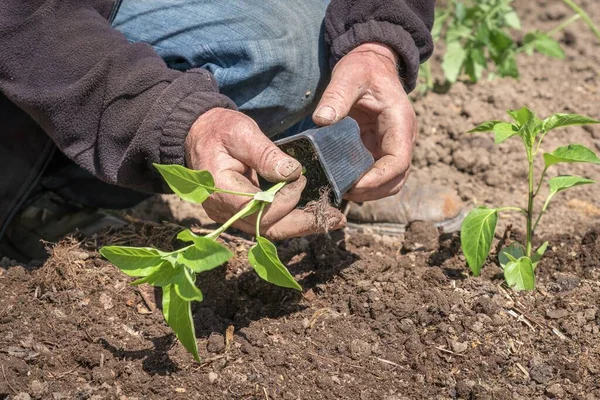 Homem Plantando Mudas Pimenta Horta Conceito Agricultura — Fotografia de Stock