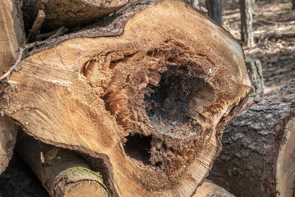 Tree Trunk Sickness Heartwood Tree Disease Concept — Stock Photo, Image