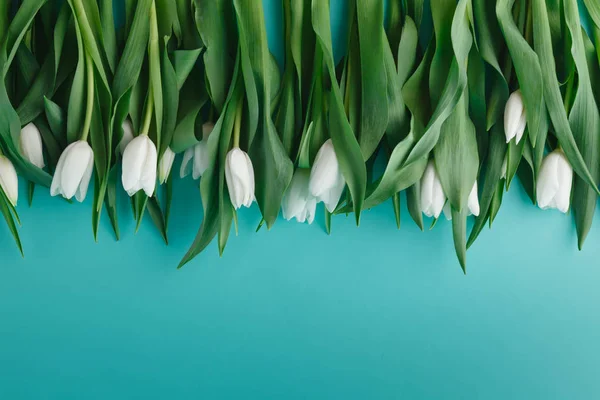 White tulips lay in row on plain background