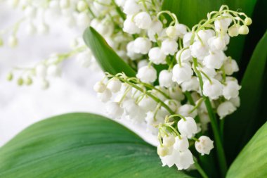 güzel taze hassas zambaklar vadi