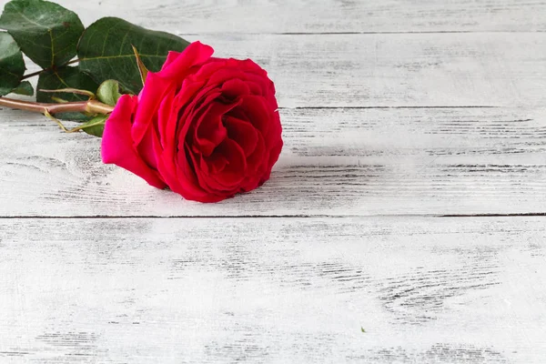 Червона троянда на дерев'яному фоні — стокове фото