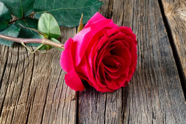 Rosa rosa sobre fondo de madera primer plano — Foto de Stock