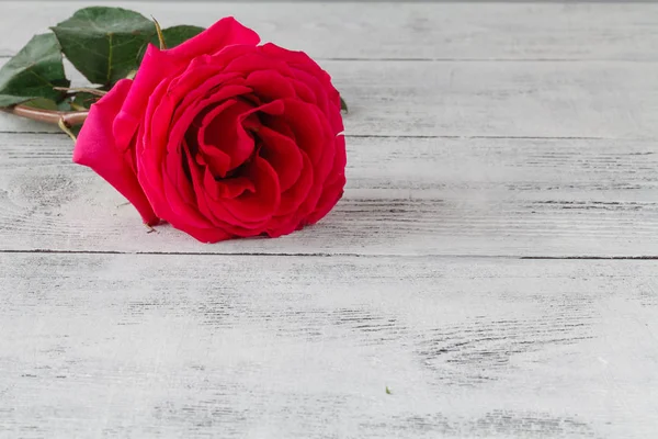 One pastel rose on grey wooden background. — Stock Photo, Image