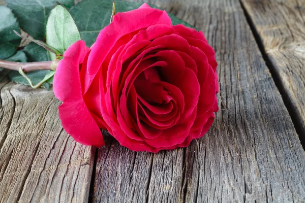 Одна пастельна троянда на сірому дерев'яному фоні . — стокове фото