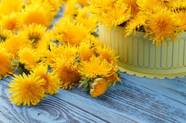 kutusunda sarı karahindiba