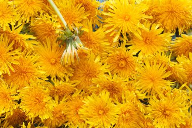 Arka planını çiçekler dandelions, başka bir yakın çekim yakın bir yer