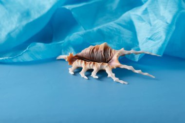 Deniz mavi ipek arka plan kabukları ile.