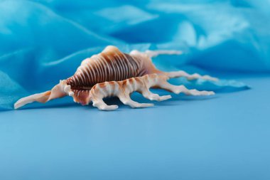 Deniz mavi ipek arka plan kabukları ile.