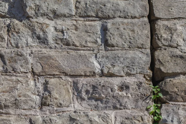 Arka planda sarmaşık olan eski taş duvar