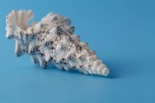 Sea shell on blue