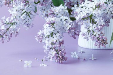 Çiçek açan leylak çiçekleri