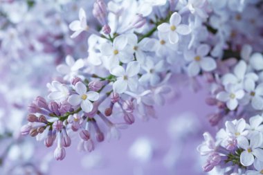 Düz arka plan üzerinde çiçek arka Eflatun çiçekler