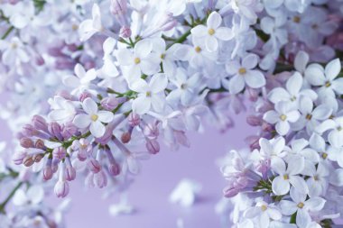 Çiçek açan leylak çiçekleri