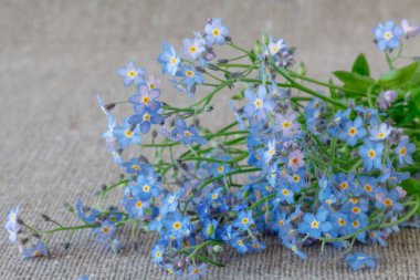 Unutma beni çiçekleri.