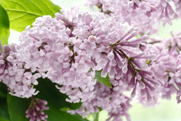 Ramo florescente de lilás — Fotografia de Stock