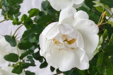 çiçek çiçeklenme yabani gül