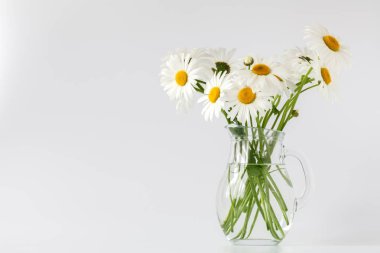 Beyaz arka planda Chamomiles