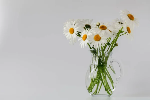 Marguerites été fleur blanche sur fond blanc — Photo