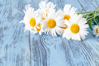 Papatya (Papatya) çiçek ahşap arka plan üzerinde.