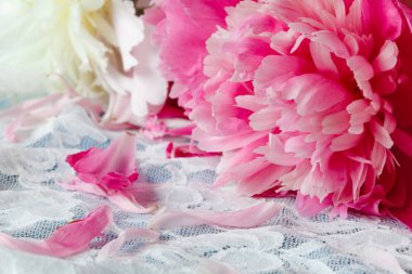 Şakayık grup beyaz dantel arka plan üzerinde