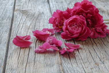 Şakayık sürüsü.