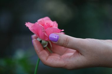 Bahçede kırmızı bir gül tutan el.