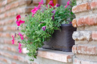 Pencere bahçesinde büyüyen güzel çiçekler