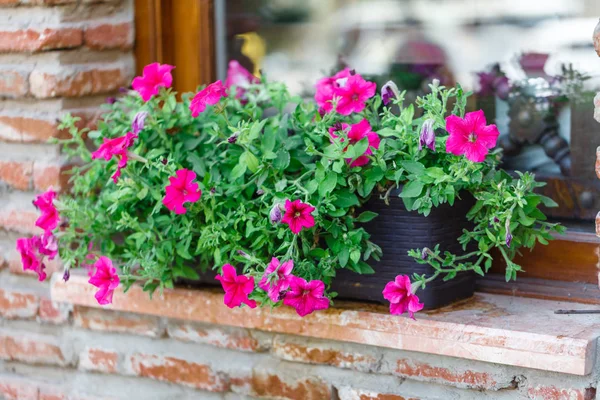 Eski bir İngiliz taş ev windowbox pembe çiçekler